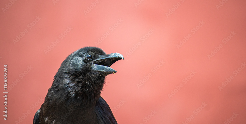 Naklejka premium crow in the Palace Museum,