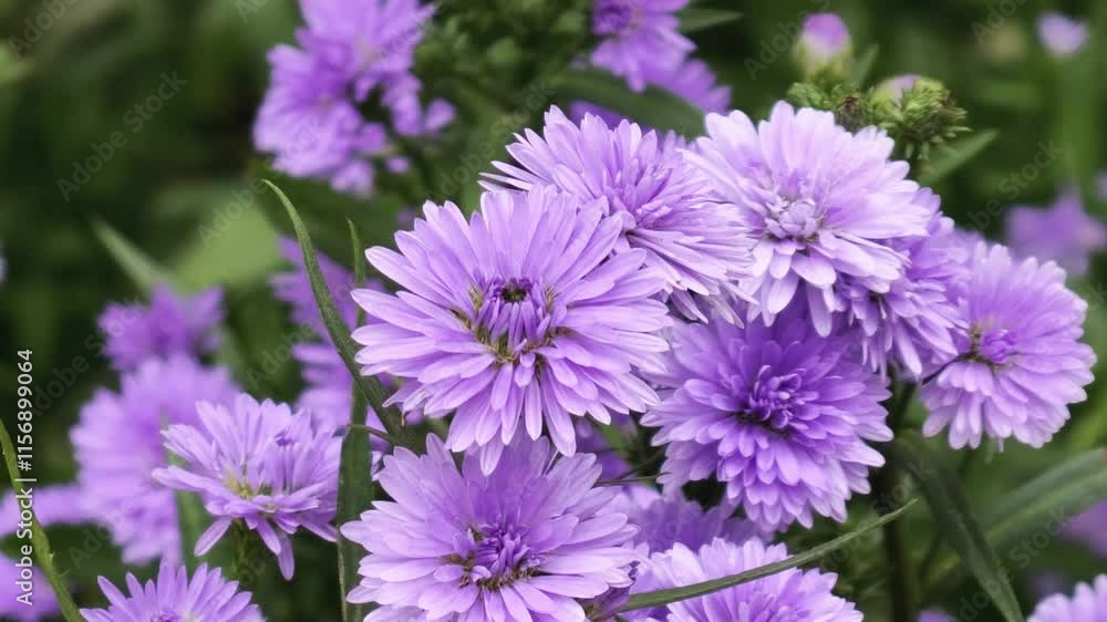 Close up to the beautiful fresh blooming purple flowers in the farm Close up to the beautiful fresh blooming purple flowers in the farm