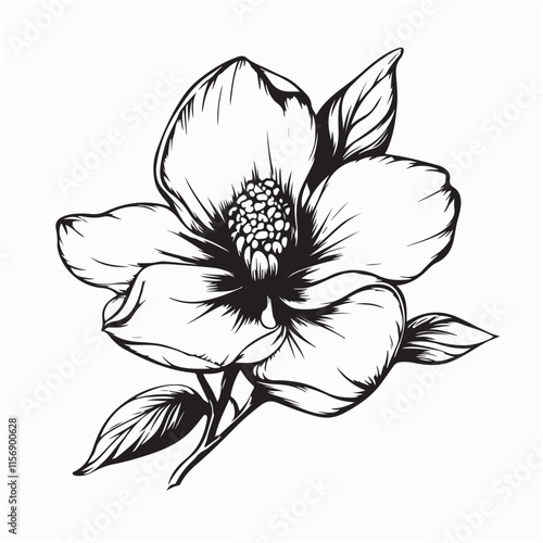Magnolia flower Image vector. Elegant black and white illustration of a magnolia flower with detailed petals and leaves