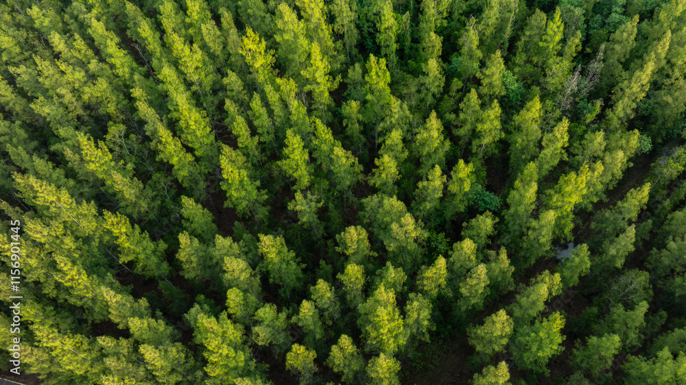 Fototapeta premium aerial view of dark green pine forest Abundant natural ecosystems of rainforest. Concept of nature forest preservation and reforestation. 