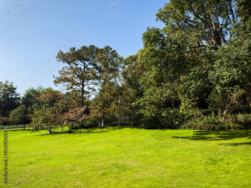 Tranquil Natural Landscape with Lush Greenery and Clear Sky