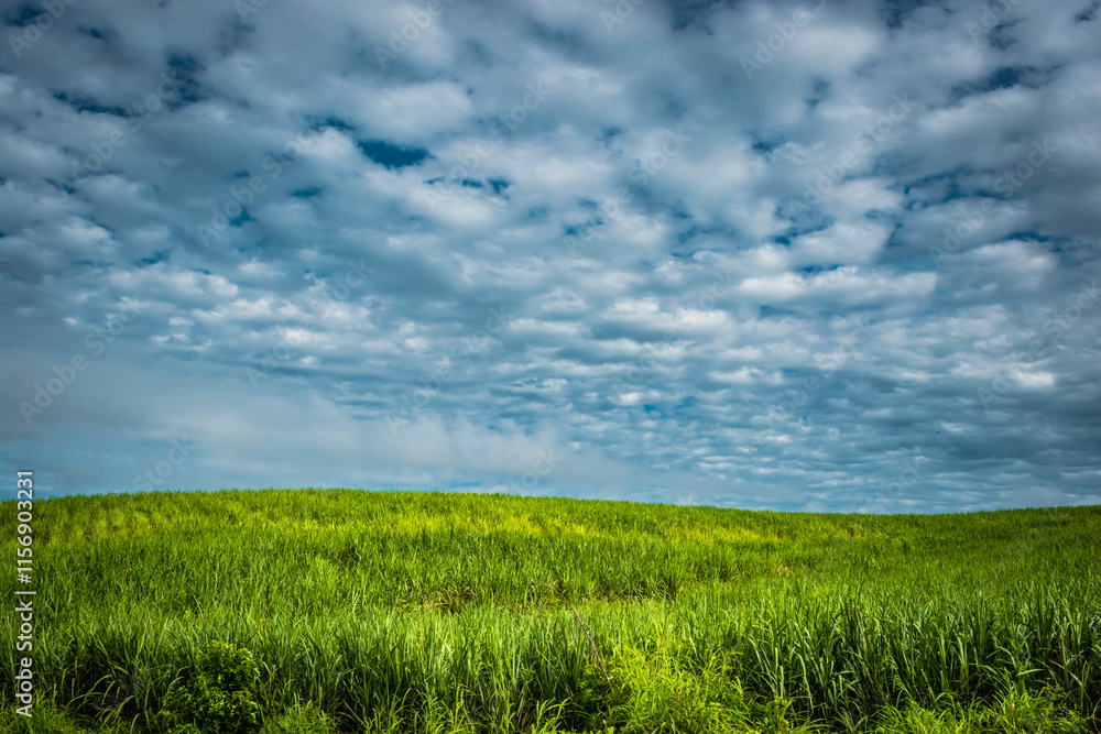 green grass and blue sky