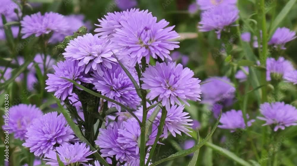 Close up to the beautiful fresh blooming purple flowers in the farm Close up to the beautiful fresh blooming purple flowers in the farm