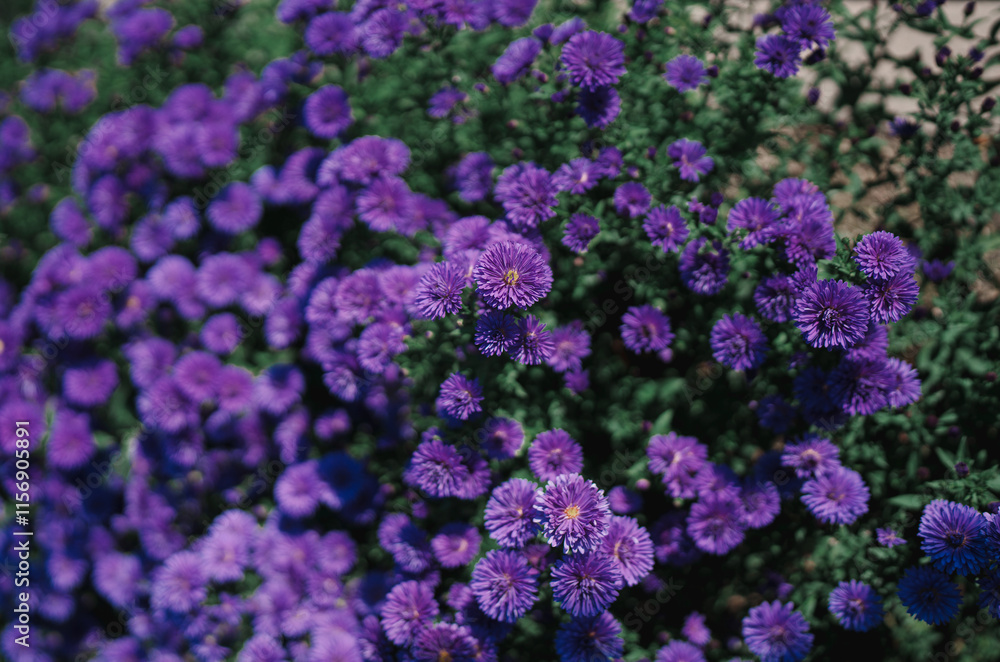 purple flowers in the garden