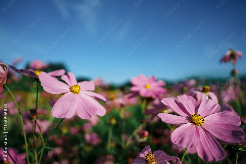flowers in the field flowers in the field