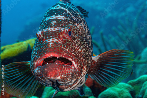 tiger grouper,Mycteroperca tigris photo