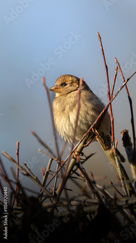 Sparrow in the garden in winter photo