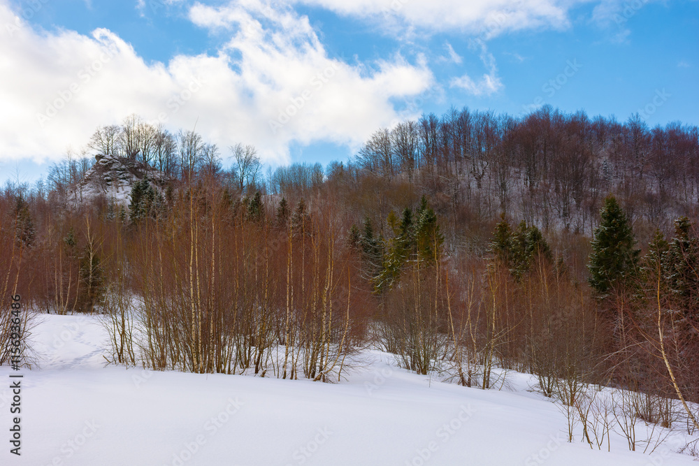 forest on the hill in winter. woodland background. cloudy weather. uzhanian national park. snow season forest on the hill in winter. woodland background. cloudy weather. uzhanian national park. snow season