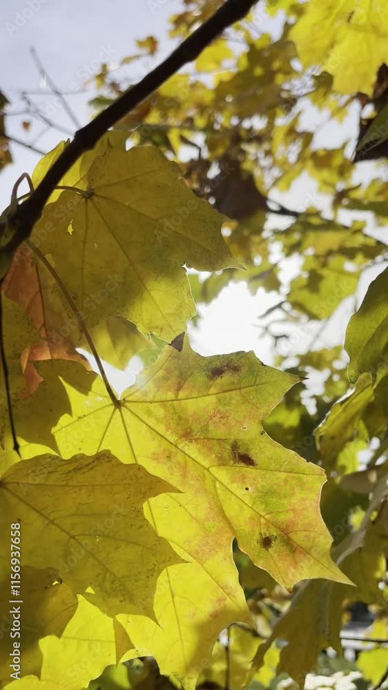 Vertical video: sun rays breaking through yellow-orange maple leaves. Autumn sunny day in the park Vertical video: sun rays breaking through yellow-orange maple leaves. Autumn sunny day in the park