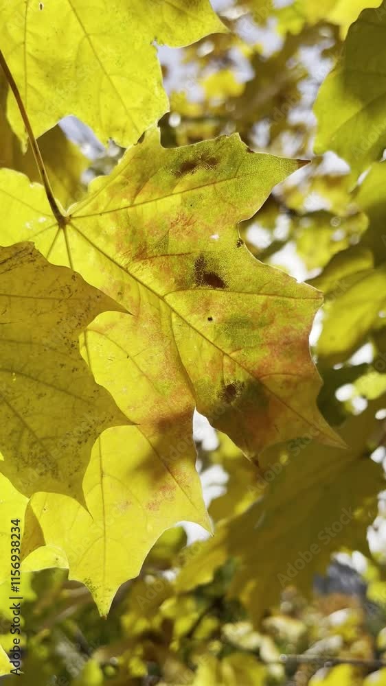 Vertical video: sun rays breaking through yellow-orange maple leaves. Autumn sunny day in the park Vertical video: sun rays breaking through yellow-orange maple leaves. Autumn sunny day in the park