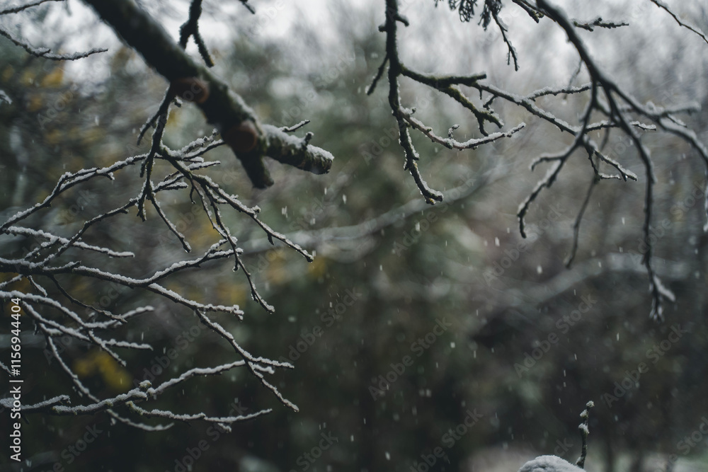 Snow covered tree branches. Winter nature.Snow covered spruce branches. Winter nature. Snow covered tree branches. Winter nature.Snow covered spruce branches. Winter nature.