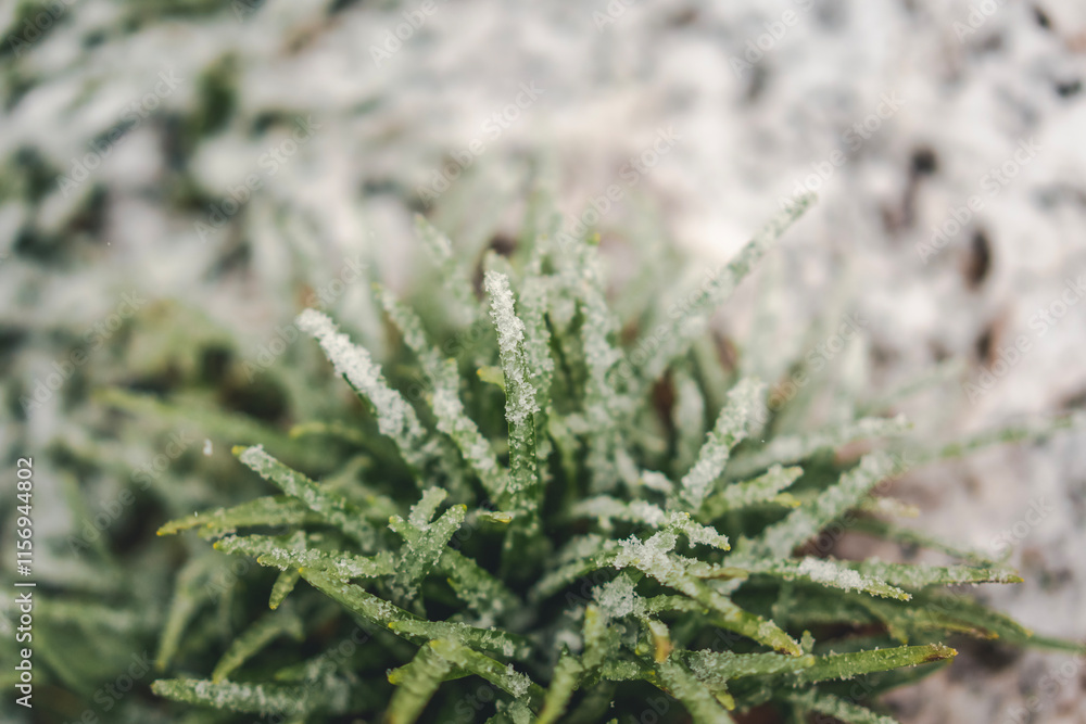 Snow on green grass, winter nature and weather Snow on green grass, winter nature and weather