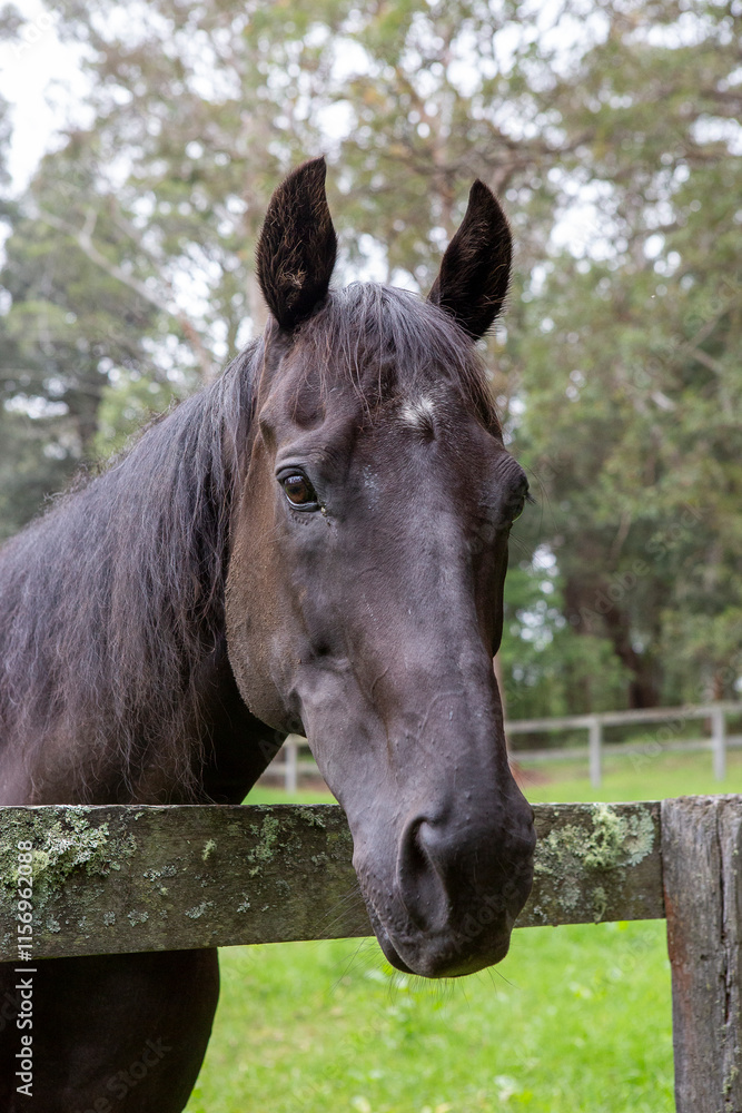Obraz premium A close-up of a black horse with a gentle expression, standing behind a moss-covered wooden fence. The lush green field and forested background create a peaceful rural atmosphere