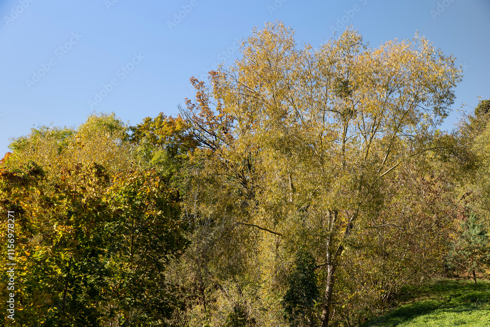 Fototapeta premium trees during the fall of yellowed foliage in the park