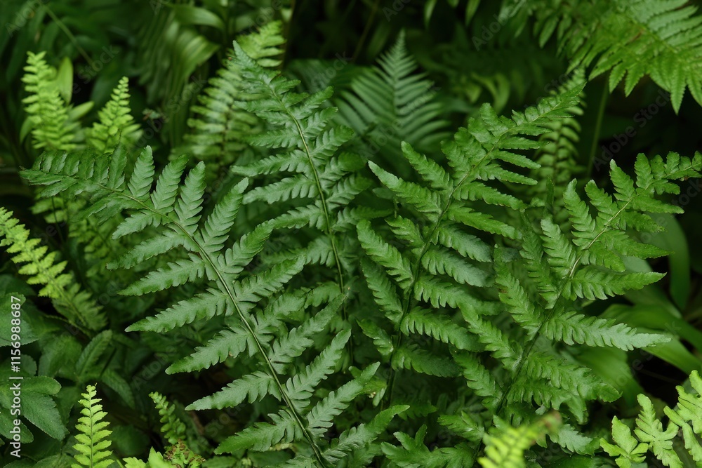 Lush green ferns with intricate fronds in a natural setting. Lush green ferns with intricate fronds in a natural setting.