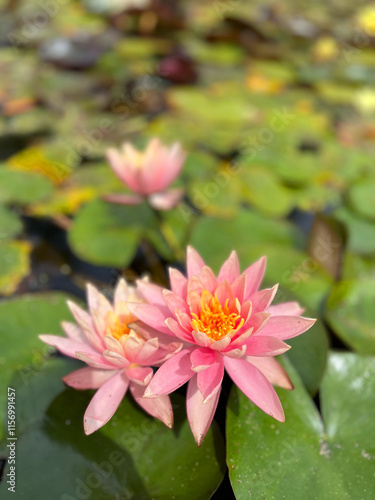 Różowa lilia wodna