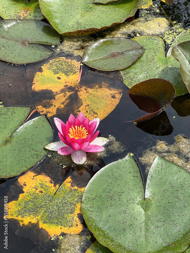 Różowa lilia wodna