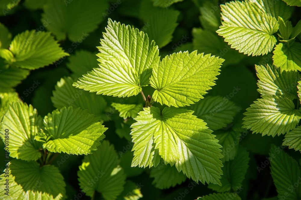 Vibrant green leaves illuminated by sunlight, showcasing intricate leaf veins and textures. (1) Vibrant green leaves illuminated by sunlight, showcasing intricate leaf veins and textures. (1)
