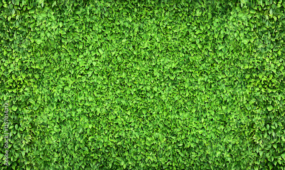 Fototapeta premium Lush green foliage wall texture, vibrant leaves background. Ideal for nature, spring, summer designs.