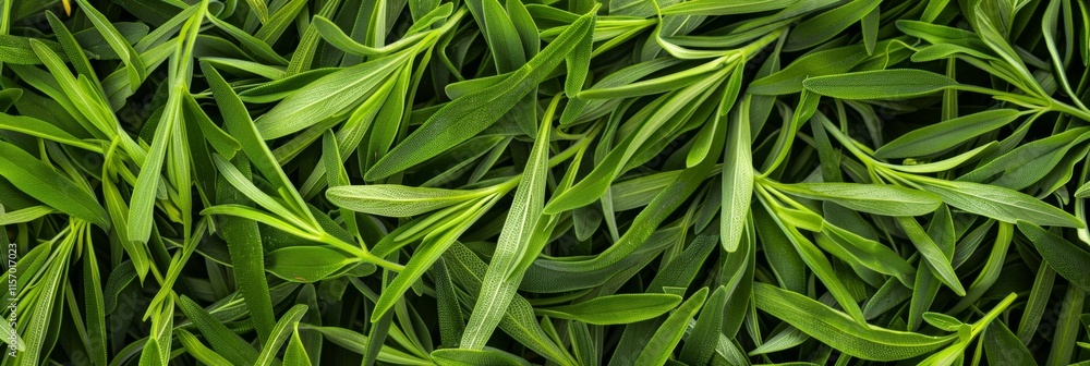 Tarragon texture background, estragon leaf banner, Artemisia dracunculus pattern, fresh herbal leaves Tarragon texture background, estragon leaf banner, Artemisia dracunculus pattern, fresh herbal leaves