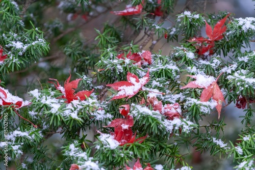 紅葉した葉に積もる雪 photo