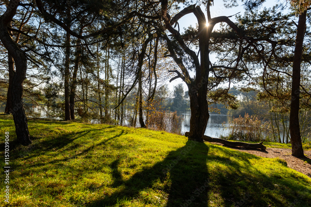 Fototapeta premium Pine trees forest and lake with reflection in winter sunny day, Kempen regio in North Brabant, Netherlands