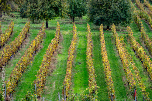 Terraced vineyards around Nittel, Rhineland-Palatinate, Germany and views across Moselle River on vineyard hills of Luxembourg near Grevenmacher photo