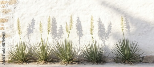 Minimalist white wall with gentle yucca leaf shadows creating a serene and tranquil atmosphere under warm sunlight photo