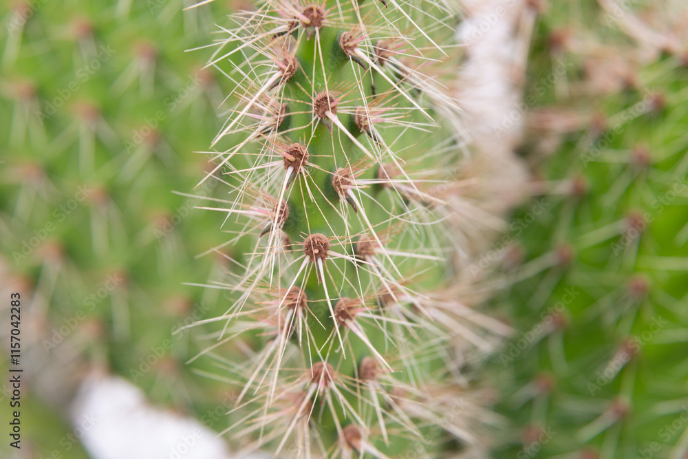 Close up of cactus growing in desert sunlight
