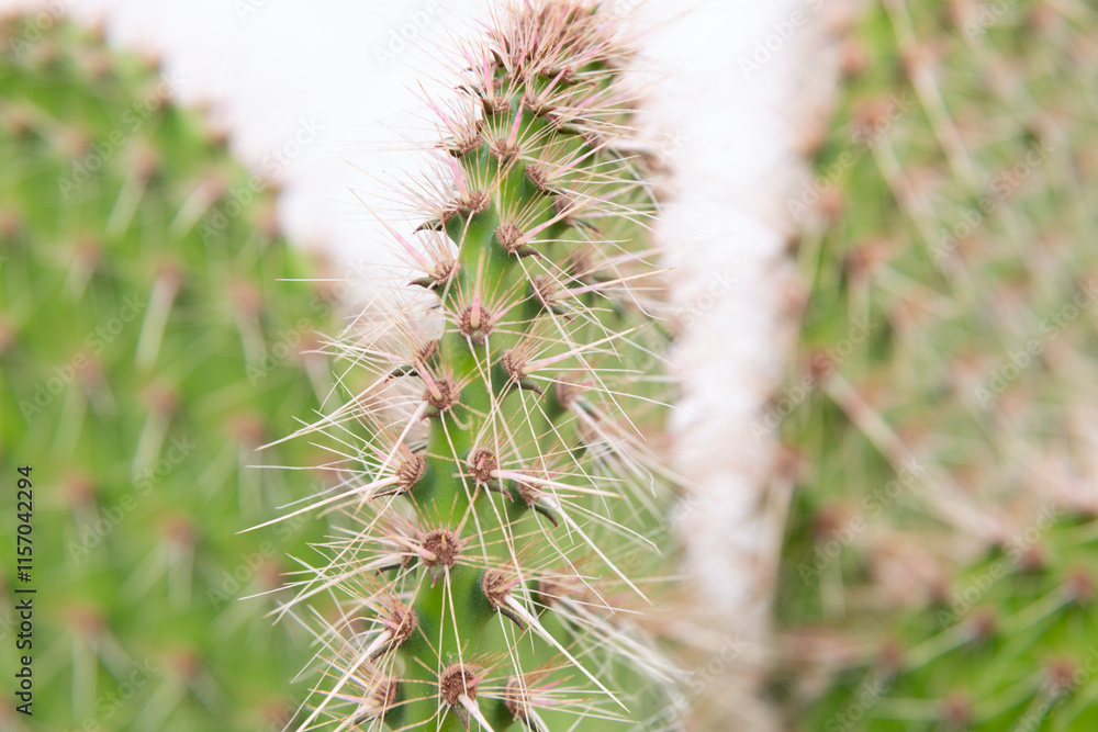 Close up of cactus growing in desert sunlight