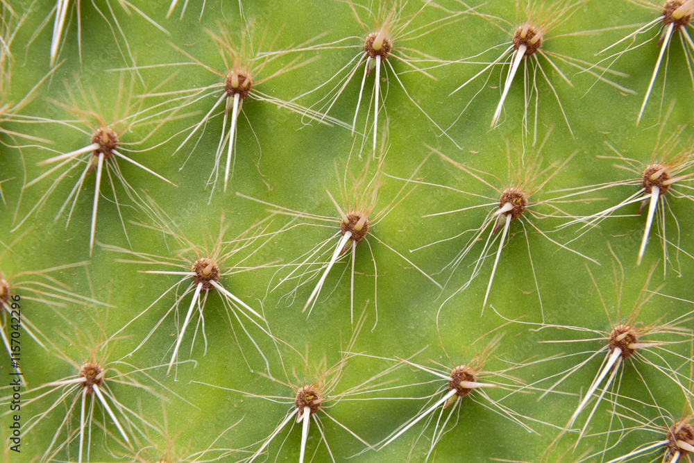 Close up of cactus growing in desert sunlight