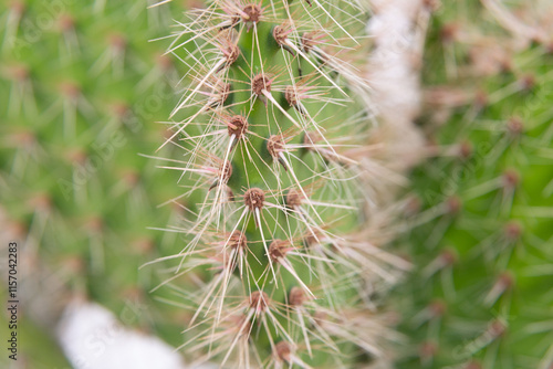 Obraz na płótnie Close up of cactus growing in desert sunlight w salonie