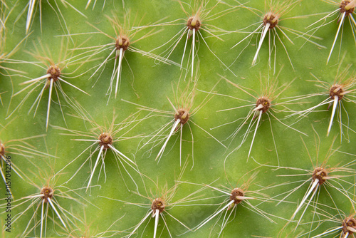 Obraz na płótnie Close up of cactus growing in desert sunlight w salonie