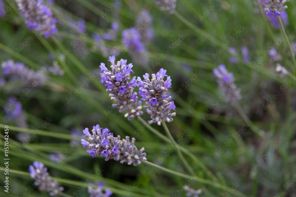 Lavender flowers blooming in a field on a sunny day