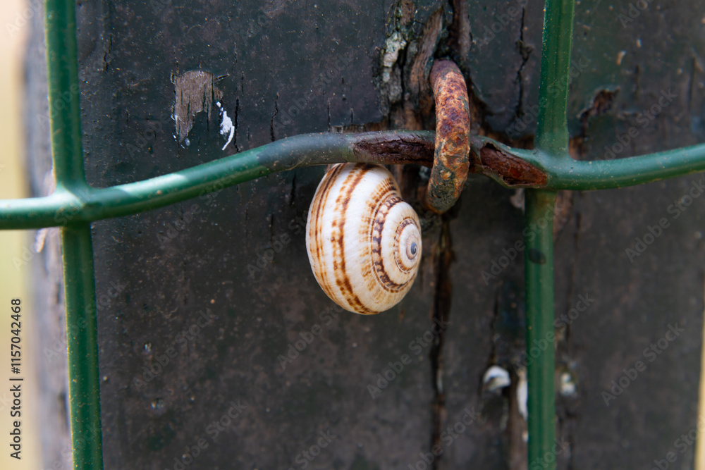 Snail clinging to a rusty metal fence post
