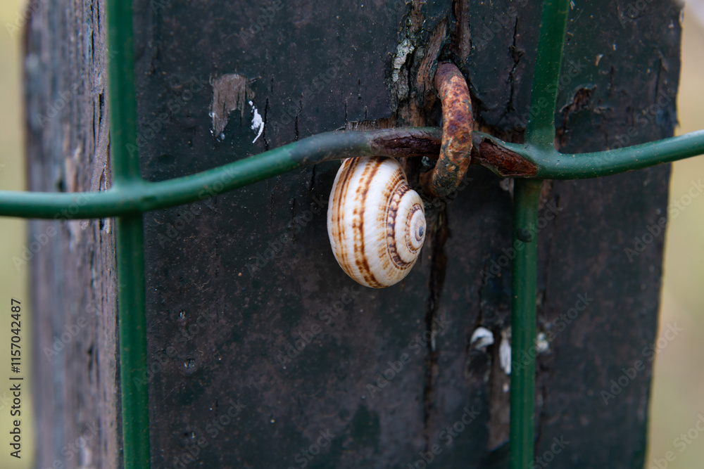 Snail clinging to a rusty metal fence post
