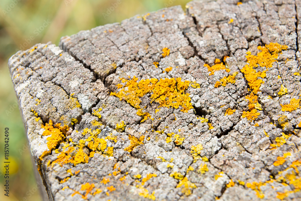 Yellow lichen growing on old tree trunk forming a beautiful pattern