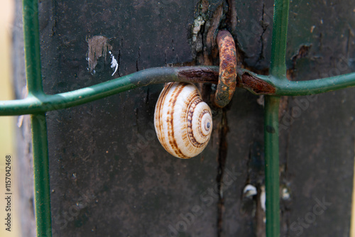 Obraz na płótnie Snail clinging to a rusty metal fence post w salonie
