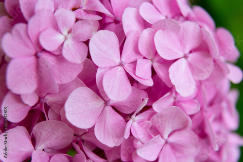 Obraz na płótnie Pink hydrangea flowers blooming in the garden w salonie