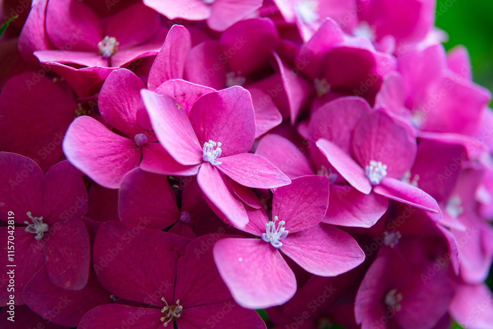 Pink hydrangea flowers blooming in the garden