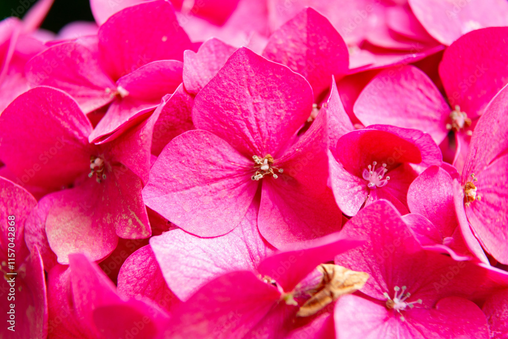 Pink hydrangea flowers blooming in the garden