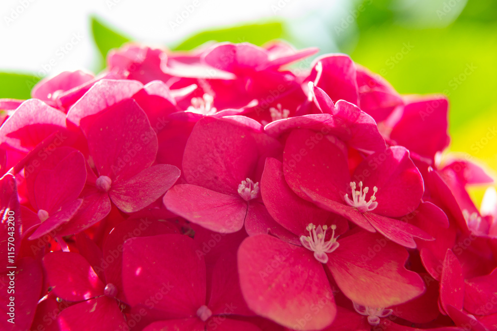 Pink hydrangea flowers blooming in the garden