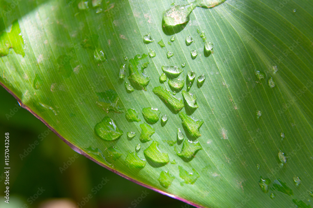 Water droplets sticking to green leaf surface