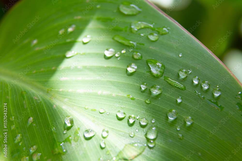 Water droplets sticking to green leaf surface