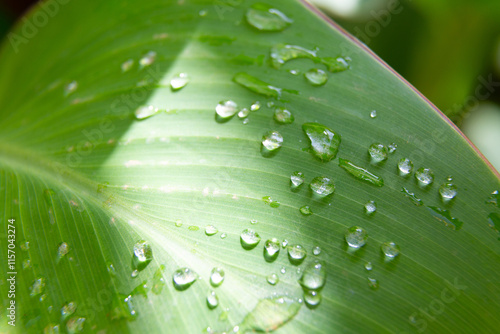 Obraz na płótnie Water droplets sticking to green leaf surface w salonie