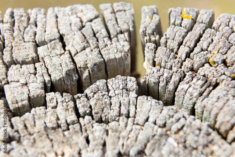 Yellow lichen growing on old tree trunk forming a beautiful pattern