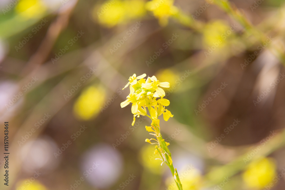 Lavender flowers blooming in a field on a sunny day