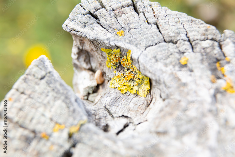 Yellow lichen growing on old tree trunk forming a beautiful pattern