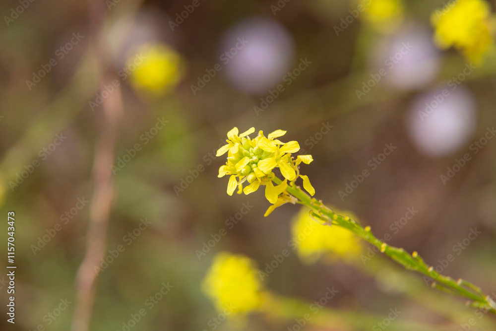 Lavender flowers blooming in a field on a sunny day