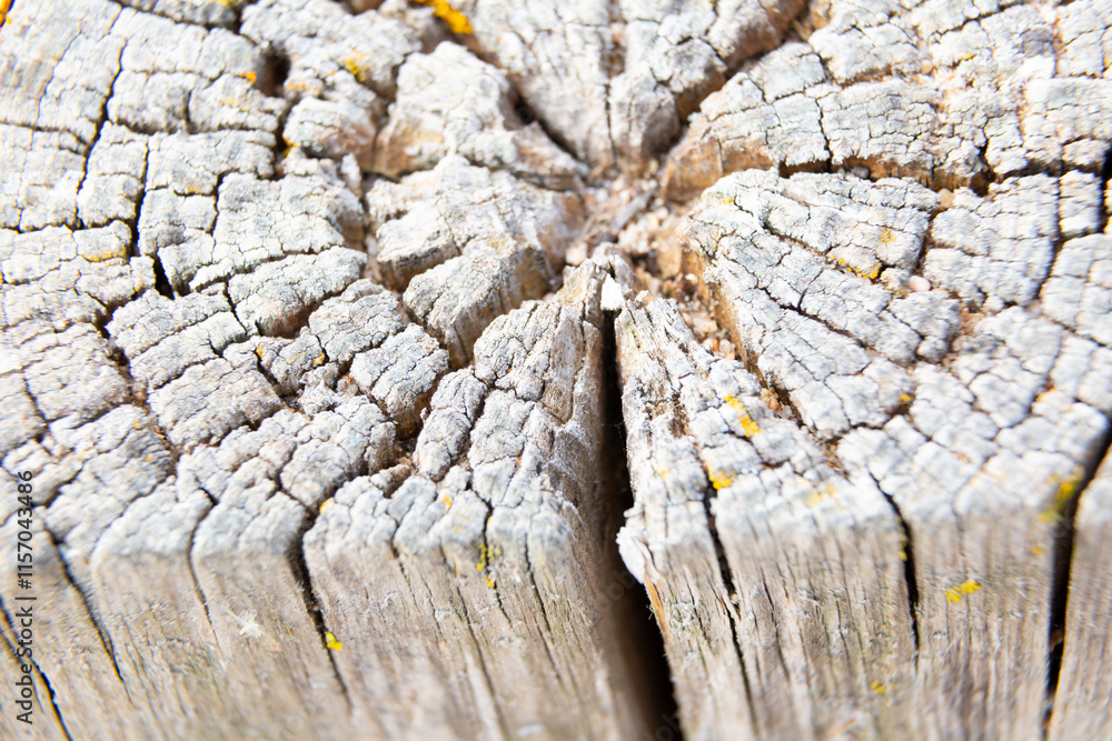 Yellow lichen growing on old tree trunk forming a beautiful pattern
